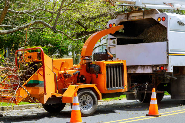 Best Tree Trimming Near Me  in Navy Yard City, WA